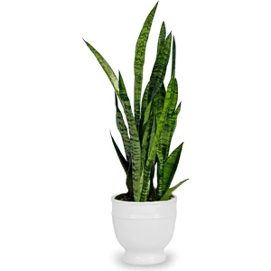 Bitkim Sende Kılıç Çiçeği Paşa Kılıcı 30-40cm Peygamber Kılıcı Ev Bitkisi Ofis Bitkisi Salon Bitkisi 3 Köklüdür