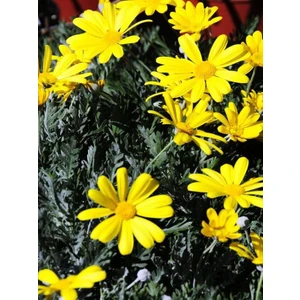 Bitkim Sende Videolu Sarı Papatya/çalı Papatyası 30-45 cm Saksılı / Tüplü Dış Mekan Sarmaşık Bitkileri Yellow Daisy