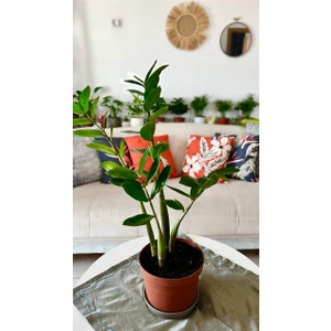 Zamia Çiçeği-Zamio Culcas