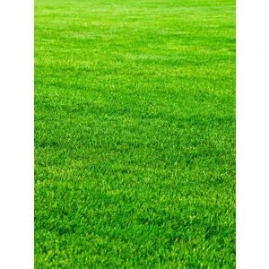 Yıldız Tohum 7 Günde Çimlenen Üzerine Basılabilir 6'lı Karışım Çim Tohumu 500 gr