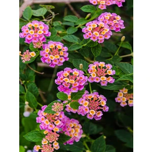 Serada Decor Plant Videolu 1 Adet Çalı Minesi Sarı/pembe Çiçeği Fidanı 15-25 cm Saksılı Çiçekli Bodur Lantana Camara