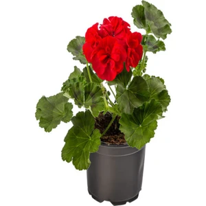 Bitkim Sende Pembe Sardunya Çiçeği Saksılı