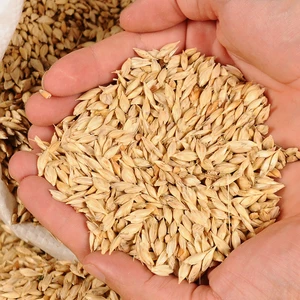 Kastamonu Kavılca Garıklı Buğdayı Kabuklu 1 kg