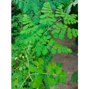 Tüplü Şifalı Moringa Fidanı