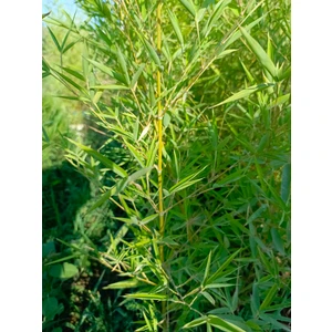 Bambu Fidanı Phyllostachys Aureos 1.7/2 Metre