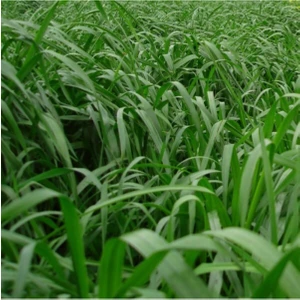 Esin Tohum Ryegrass  Italyan Çimi Tohumu Süt Otu Tohumu 1 kg