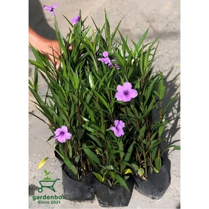 Garden Box Meksika Petunyası 4 Adet Saksılı 30-50CM Dış Mekan Bahçe Çiçeği