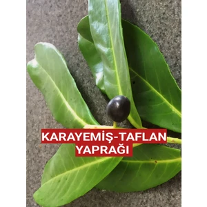 250 Gram Karayemiş-Taflan-Laz Kirazı Yaprağı (Günlük Dalından Toplama)
