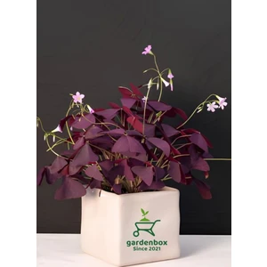 Garden Box Süs Yoncası Mor Yapraklı Yonca Çiçeği 1 Adet 20-30 cm (Oxalis Triangularis)