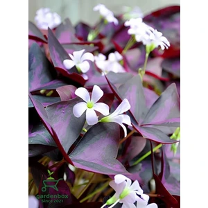 Garden Box Uyku Çiçeği Süs Yoncası 1 Adet Dekoratif Salon Çiçeği(Oxalis Triangularis)