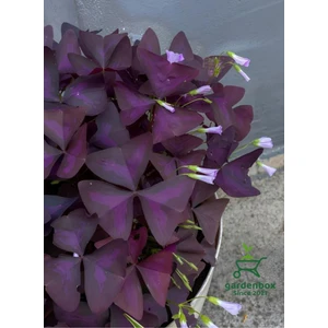 Garden Box Hoş Görünümlü Uyku Çiçeği 1 Adet Saksılı 20-30CM