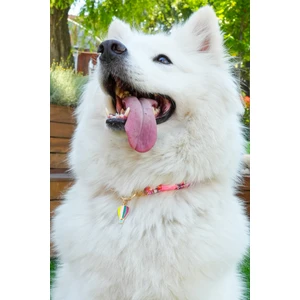 Charmlı Kedi Köpek Tasması Kolyesi - El Yapımı Petdora - Kararmaz Çelik - Uçan Balon Charm