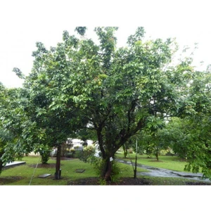 Yavuz Fidancılık Sapodilla Fidanı 3 Yaş 25 cm