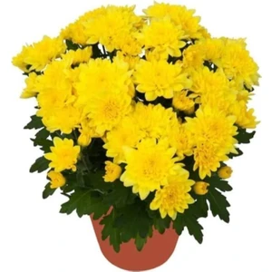 Isparta Gülü Saksıda Kasımpatı Çiçeği (Chrysanthemum) Sarı 10-20 cm