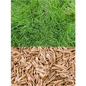 Yıldız Tohum Bermuda Çim Tohumu 1 kg Köpek Dişi Ayrığı Uganda Çim Tohumu