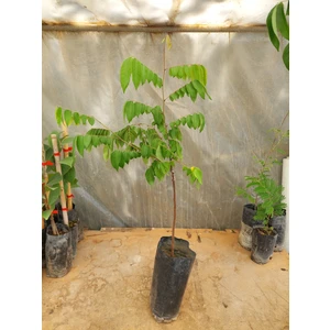 Yavuz Fidancılık Aşılı Star Fruit Fidanı 3 Yaş 100 CM