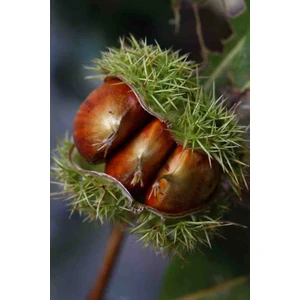 "2 Yaşında Kestane Ağacı (Castanea Sativa) Fidanı - Bahçeniz Için Lezzetli ve Dayanıklı"