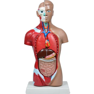 Insan Vücudu Modeli 27 cm
