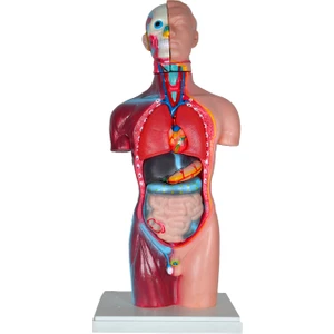 Büyük Insan Vücudu Modeli 45 cm
