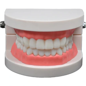 Diş Modeli 8 cm