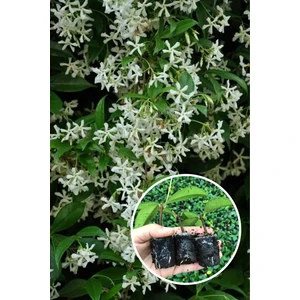 Retro Çiçekçilik 6 Adet Kokulu Ful Arap Yasemin Çiçeği Fidesi Dış Mekan Sarmaşık