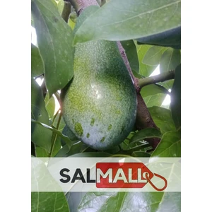 1 kg Yeni Hasat Avokado