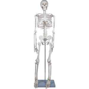 Iskelet Modeli 85 cm