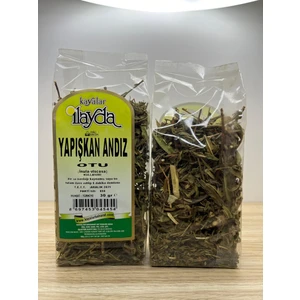 Kayalar Ilayda Yapışkan Andız Otu