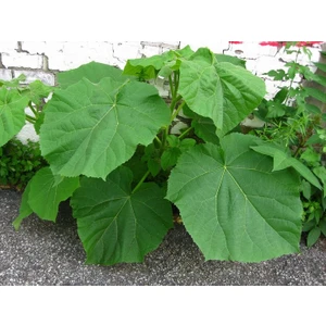 Paulownia Fidanı | Hızlı Büyüyen ve Çevre Dostu Ağaç 1-2 Yaş
