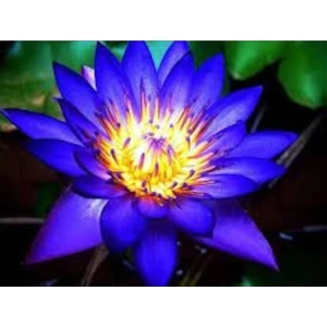Köy Tohumları 1 Adet Tohum Nadir Bulunan Mavi Lotus Su Çiçeği Tohumu