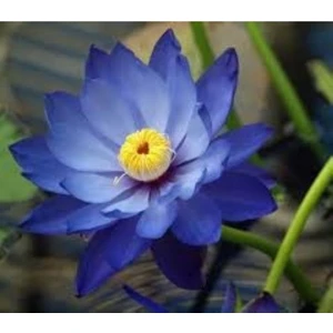 Köy Tohumları 2 Adet Tohum Nadir Mavi Lotus Su Çiçeği Tohumu Nilüfer Çiçeği Tohumu