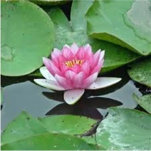 Köy Tohumları 2 Adet Tohum Nadir Pembe Lotus Çiçeği Tohumu Su Çiçeği Nilüfer Tohumları