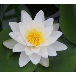 Köy Tohumları 5 Adet Tohum Nadir Bulunan Beyaz Lotus Çiçeği Nilüfer Tohumu