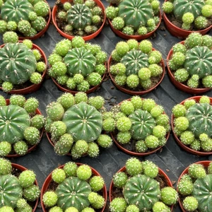 Reyon Bahçe Çiçek Açan Tür, Bol Yavrulu Matucana Polzii Kaktüsü (5.5cm Saksıda Gönderilir)