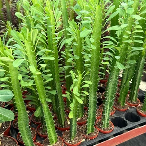 Berke Fidancılık Sınırlı Üretim Euphorbia Trigona Green - Afrika Süt Ağacı Kaktüsü(5.5lik Saksıda, 18 cm ve Üzeri Boyda)