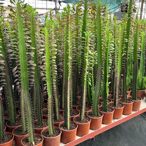 Berke Fidancılık 50 cm ve Üzeri Boyda Sınırlı Sayıda 10.5lik Saksıda, Euphorbia Trigona Red - Afrika Süt Ağacı Kaktüsü