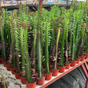 Reyon Bahçe 10.5lik Saksıda, 50 cm ve Üzeri Boyda Sınırlı Sayıda Euphorbia Trigona Red - Afrika Süt Ağacı Kaktüsü