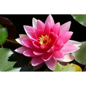 Köy Tohumları 3 Adet Tohum Nadir Bulunan Kırmızı Lotus Çiçek Tohumu Nilüfer Su Çiçek Tohumları