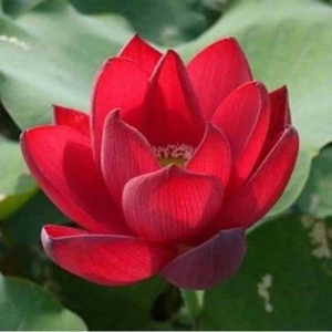 Köy Tohumları 1ADET Tohum Kırmızı Lotus Çiçeği Tohumu Nilüfer Su Çiçeği Tohumu Hediye Tohumlu