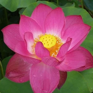 Köy Tohumları 5 Adet Tohum Nadir Bulunan Japon Lotus Su Çiçeği Nilüfer Çiçeği Tohumu Hediye Tohumlu