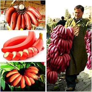 Köy Tohumları 3 Adet Tohum Nadir Kırmızı Muz Ağaç Tohumu Kırmızı Muz Ağacı Tohumu