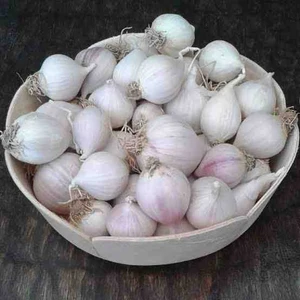 Taşköprü Mürdük Tek Diş Sarımsak 1kg