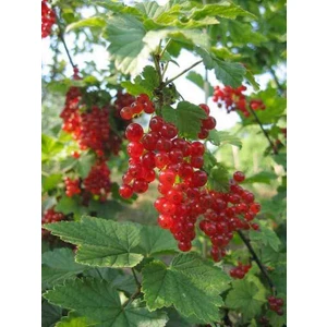 "2 Yaşında Frenk Üzümü (Ribes Rubrum) - Bahçeniz Için Ideal"