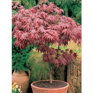 Japon Akçaağaç Fidanı (Acer Palmatum) 1-2 Yaş Saksılı