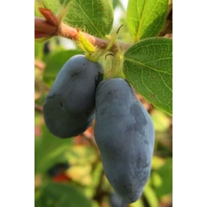 "bal Yemişi (Honeyberry) Fidanı - 2 Adet, Meyve Veren Tüplü Fidan"