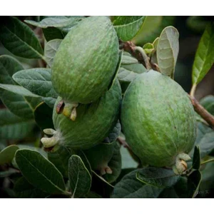 "2 Yaşında Feijoa (Kaymak Ağacı) Fidanı - Dikime Hazır Egzotik Bitki"