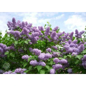 2 Yaşında Leylak Ağacı (Syringa Vulgaris) Fidanı - Bahçeniz Için Hoş Kokulu ve Renkli Çiçekler