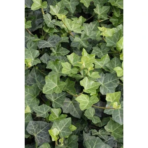 "2 Yaşında Hedera Fidanı - Hızlı Büyüyen Sarmaşık, Tüplü"