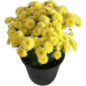 Isparta Gülü Sarı Kasımpatı Krizantem Hüzün Çiçeği 5-10 cm Chrysanthemum