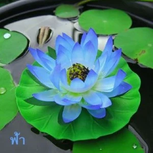 Köy Tohumları 3 Adet Tohum Nadir Mavi Lotus Çiçeği Çiçek Tohumu Hediye Tohumludur